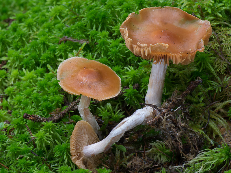 Cortinarius armeniacus